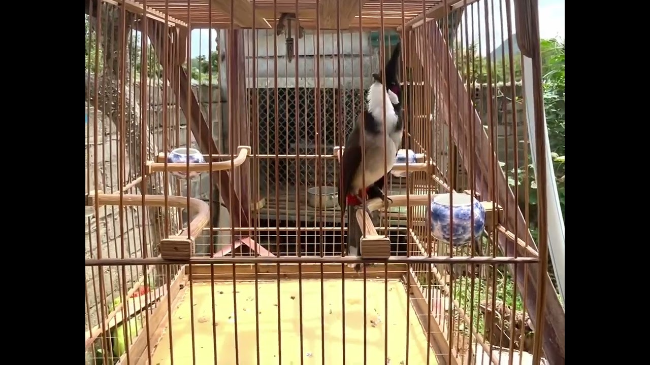 Chào mào vip đấu giàn 