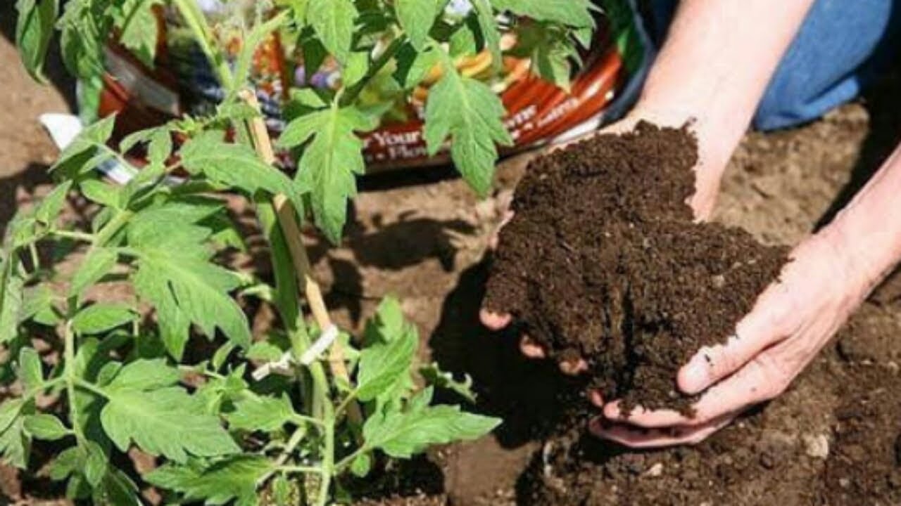 What Is Vermicompost?Uses & Benefits Of Vermicompost🌱🌱