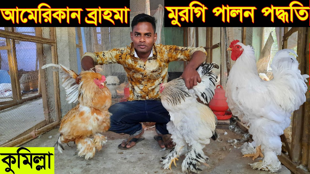 কুমিল্লার কলেজ ছাত্র শাহাদাত সজিব  আমেরিকান ব্রাহমা মুরগি পালন করে মাসে ৩৫ হাজার টাকা করেন