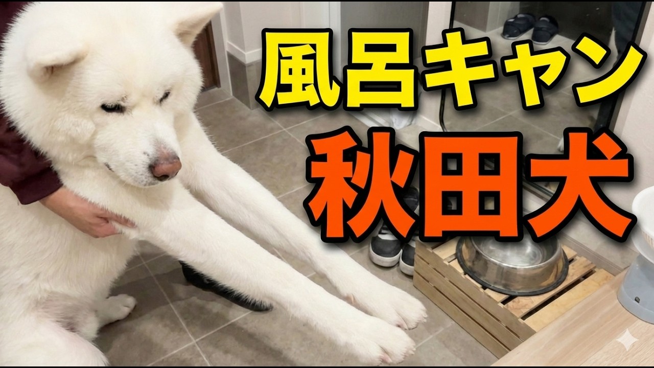 お風呂を察知して全力拒否する秋田犬 vs 絶対に入れたい飼い主