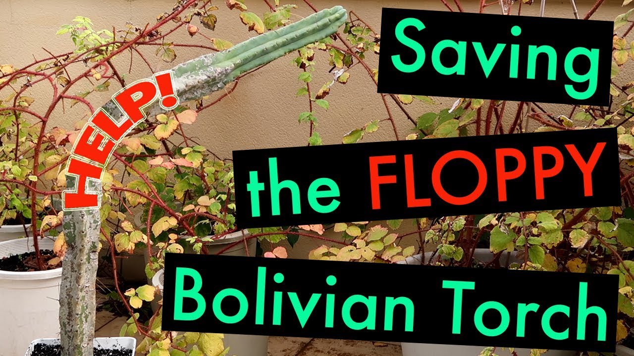 Saving the Floppy Bolivian Torch Cactus - Trichocereus Bridgesii