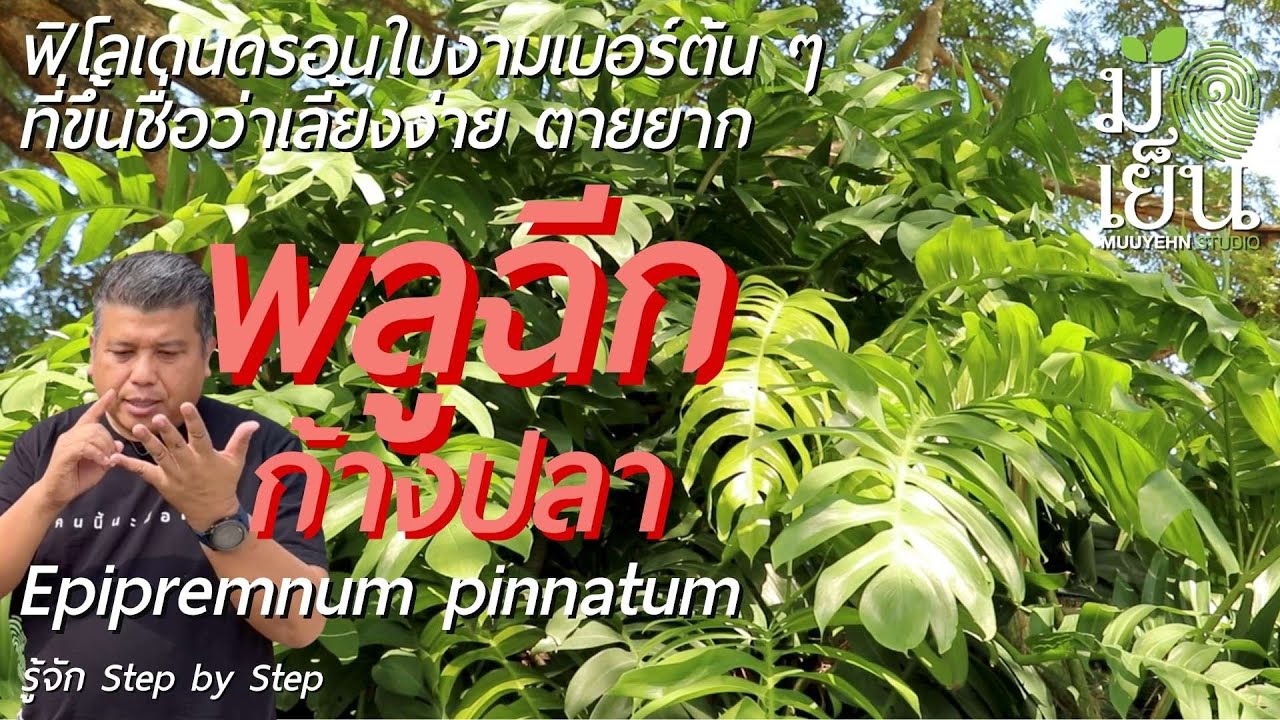 พลูฉีกก้างปลา ฟิโลเดนดรอนใบงามเบอร์ต้น ๆ ที่ขึ้นชื่อว่าเลี้ยงง่าย ตายยาก  Epipremnum pinnatum