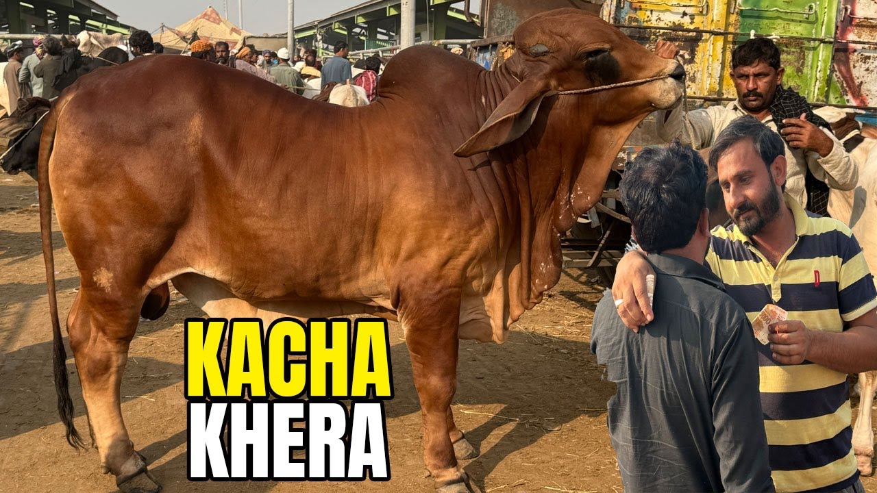 Hashim Mandi Main Heavy Kacha Khera Bacha Lay Aya 17 lakh Lag Gaye @SSTvs