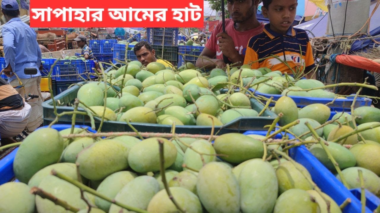 সাপাহার আম বাজারে আম্রপালি,ব্যানানা, ল্যাংড়া ও ফজলি আমের দাম ।। Biggest Mango Market in Sapahar