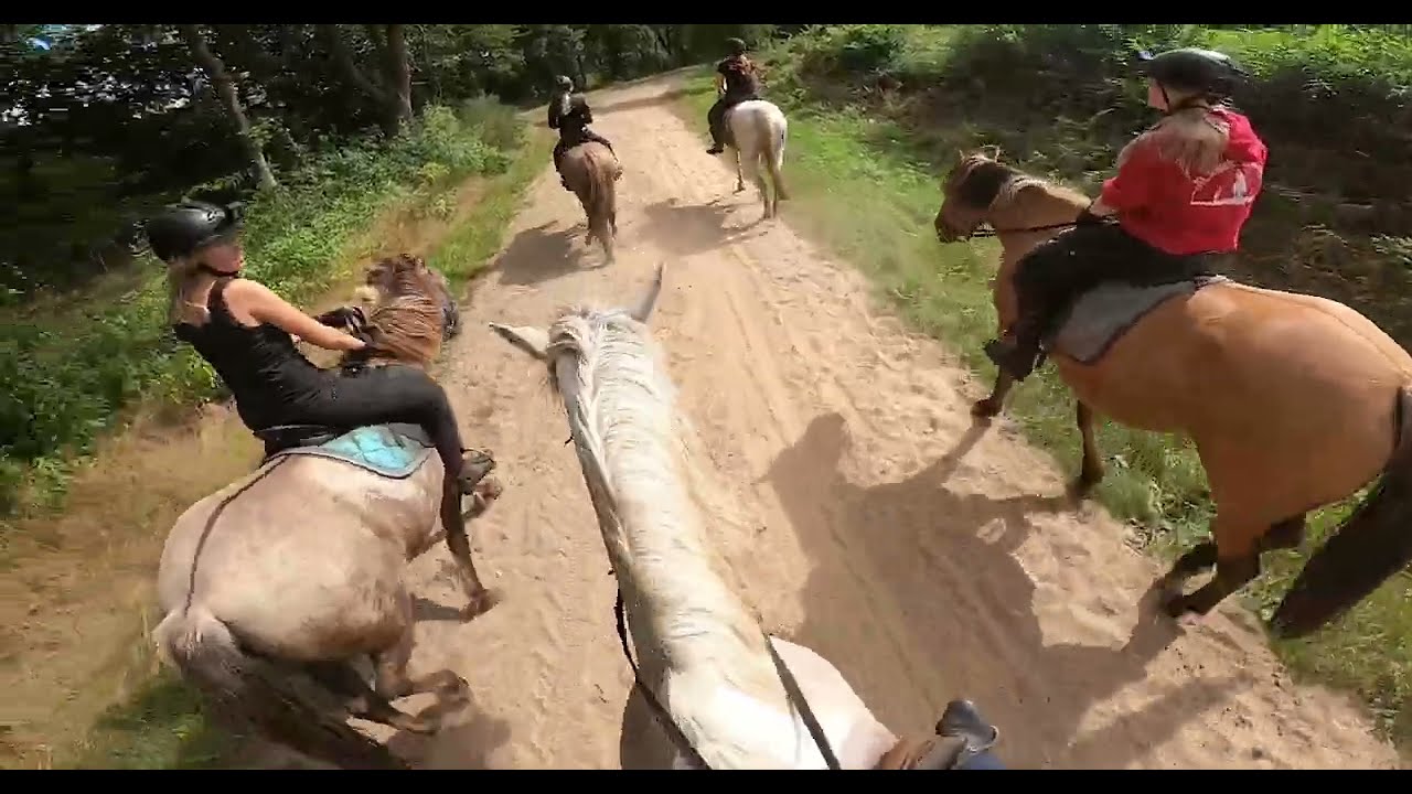 Rc Het Fjordenpaard Huren 31-08-2025