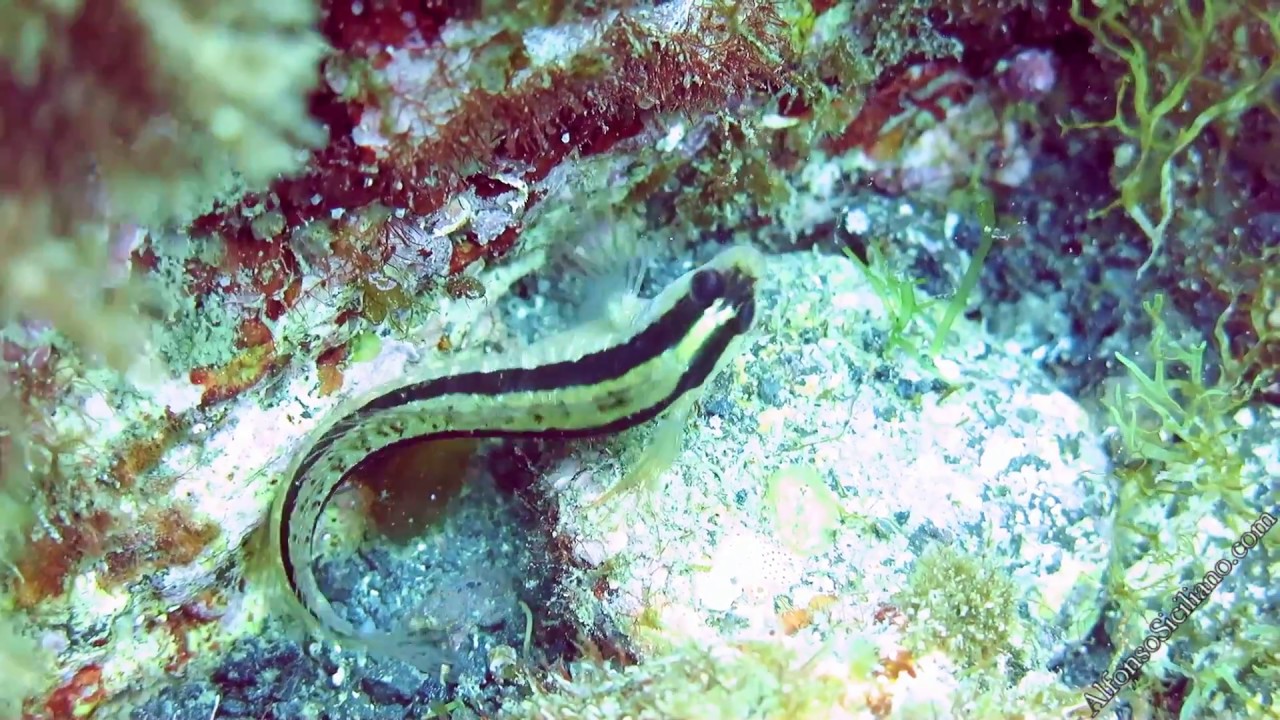Parablennius rouxi, Longstriped blenny, Bavosa bianca