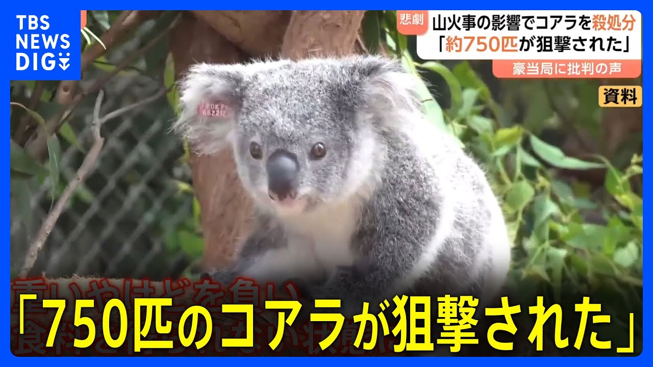 空から750匹のコアラ殺処分　大規模な森林火災の影響で多くが食料など得られず「安楽死」させる措置　オーストラリア・ビクトリア州｜TBS&nbsp;NEWS&nbsp;DIG