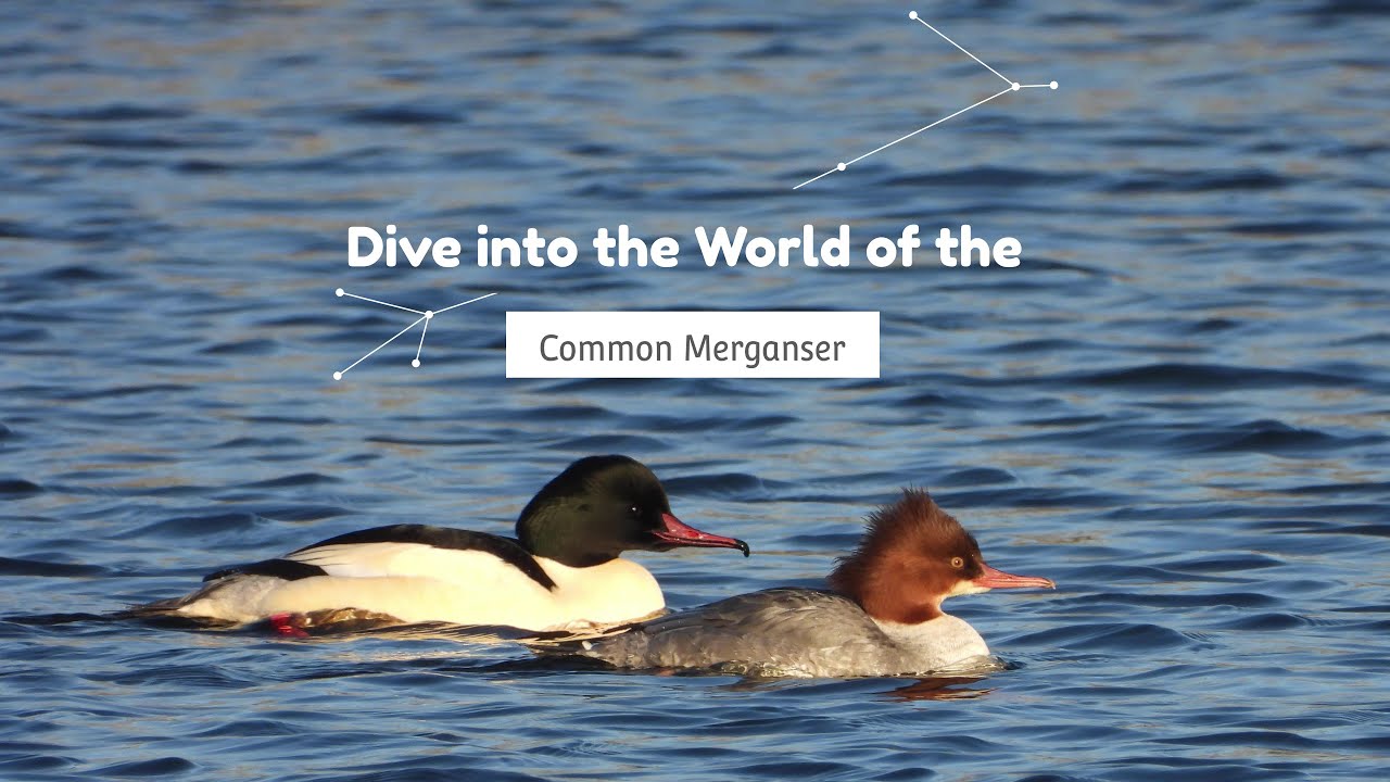 Dive into the World of the Common Merganser