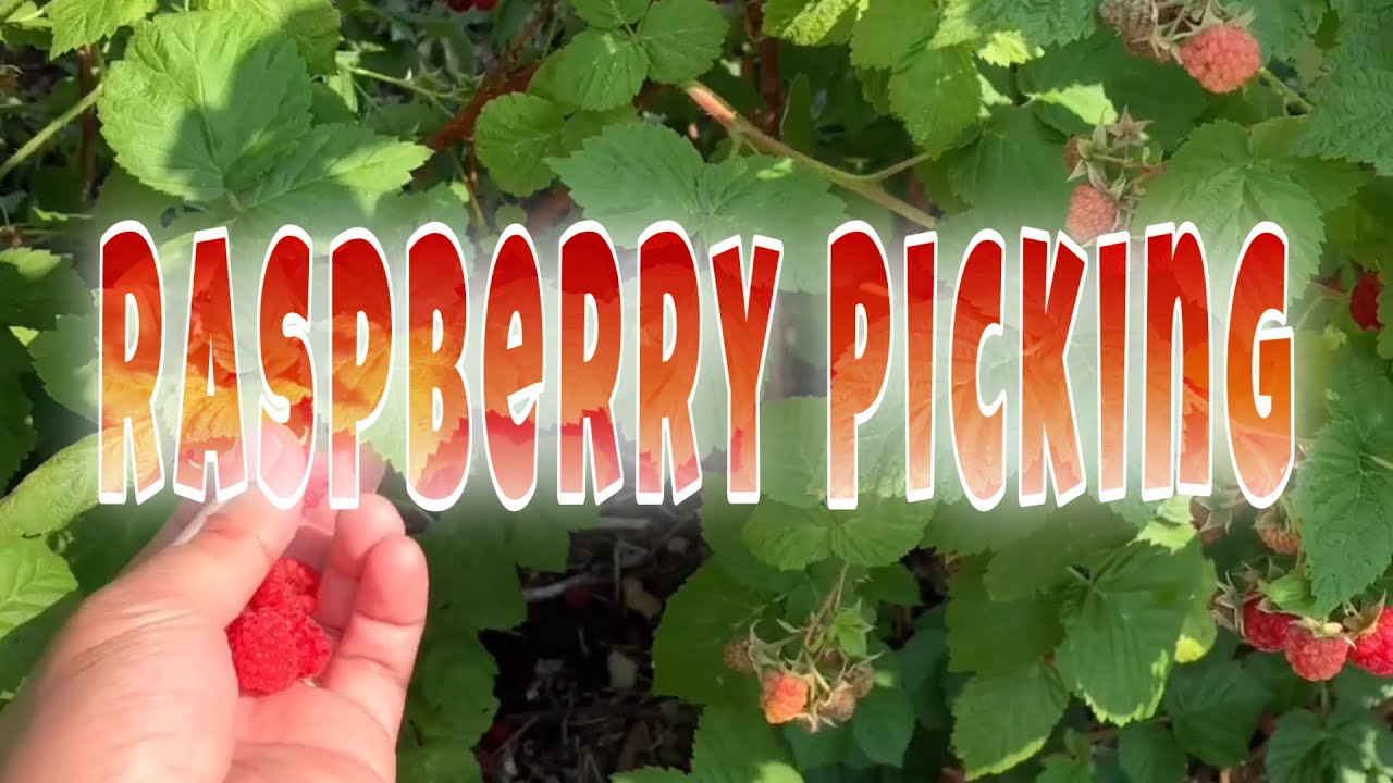 Raspberry picking on a good sunny weather