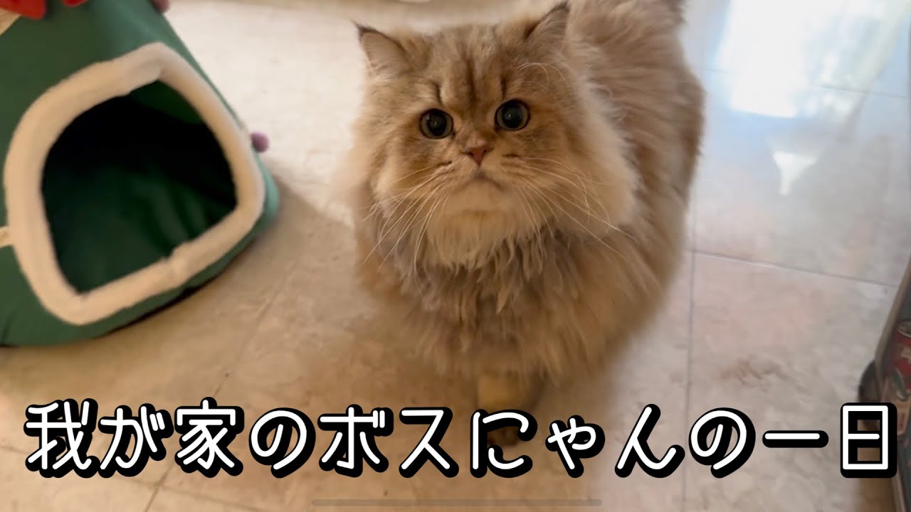 我が家のボスにゃん、りんちゃんの一日 Our Boss Cat Ling【チンチラゴールデン、チンチラシルバー Chinchilla Golden, Chinchilla Silver】