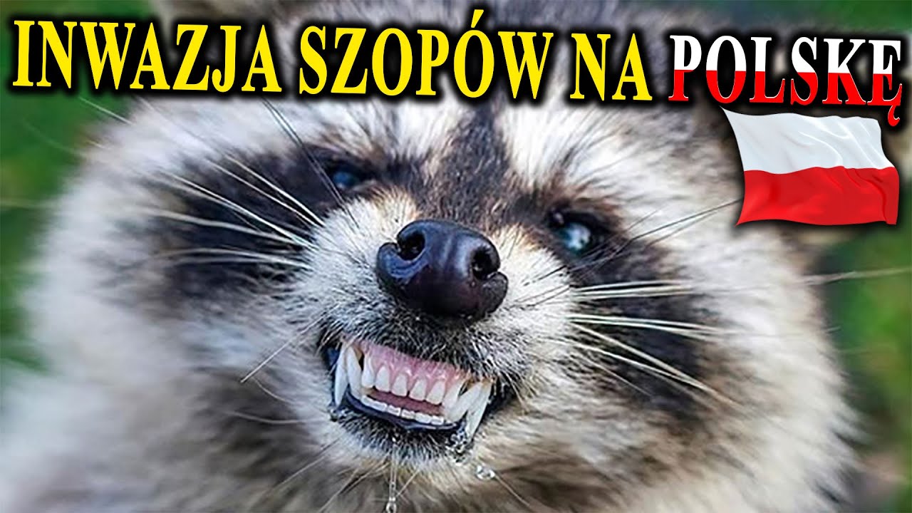 SZOPY PRACZE Podbijają Polskę - Czym To Grozi?