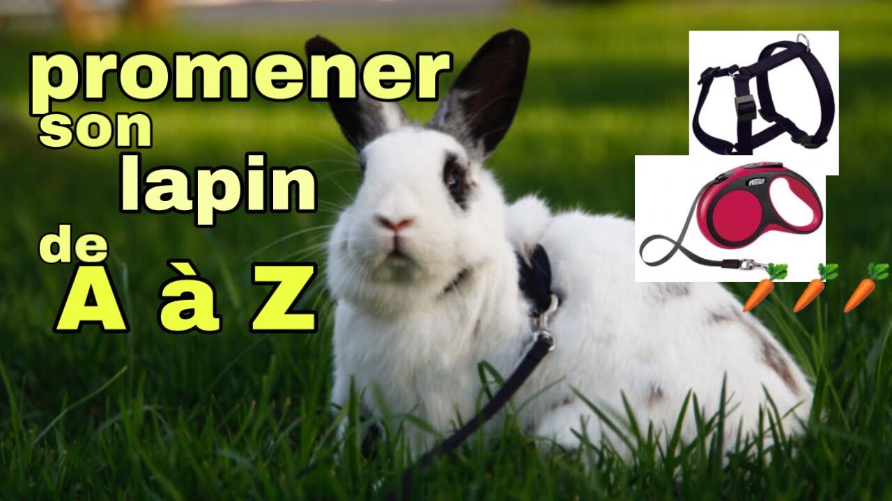 Promener un lapin de À à Z : mettre et habituer aux harnais , choisir son harnais , les règles ...