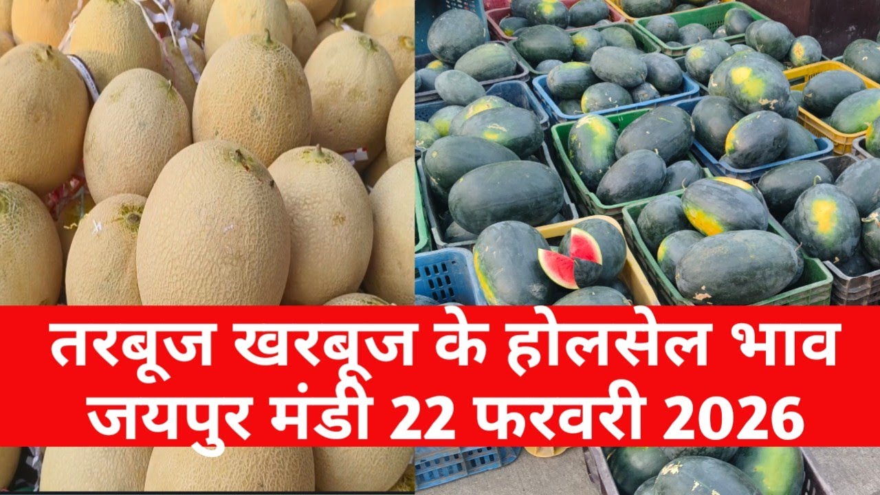 तरबूज खरबूज के ताजा भाव 22 फरवरी 2026 | jaipur fruit market | jaipur mandi bhav