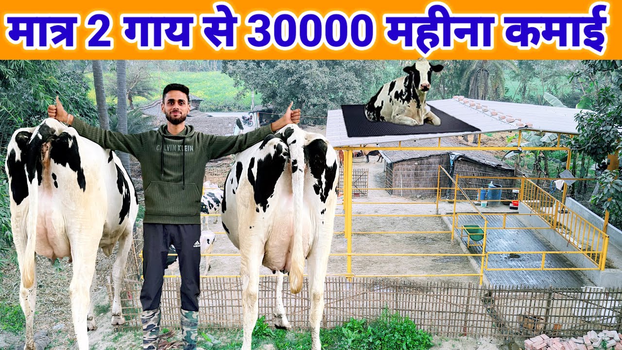 मात्र 2 गाय से 30 हजार कमाई | 2 गाय का डेरी फार्म | small dairy farm video | dairy farm shed desing
