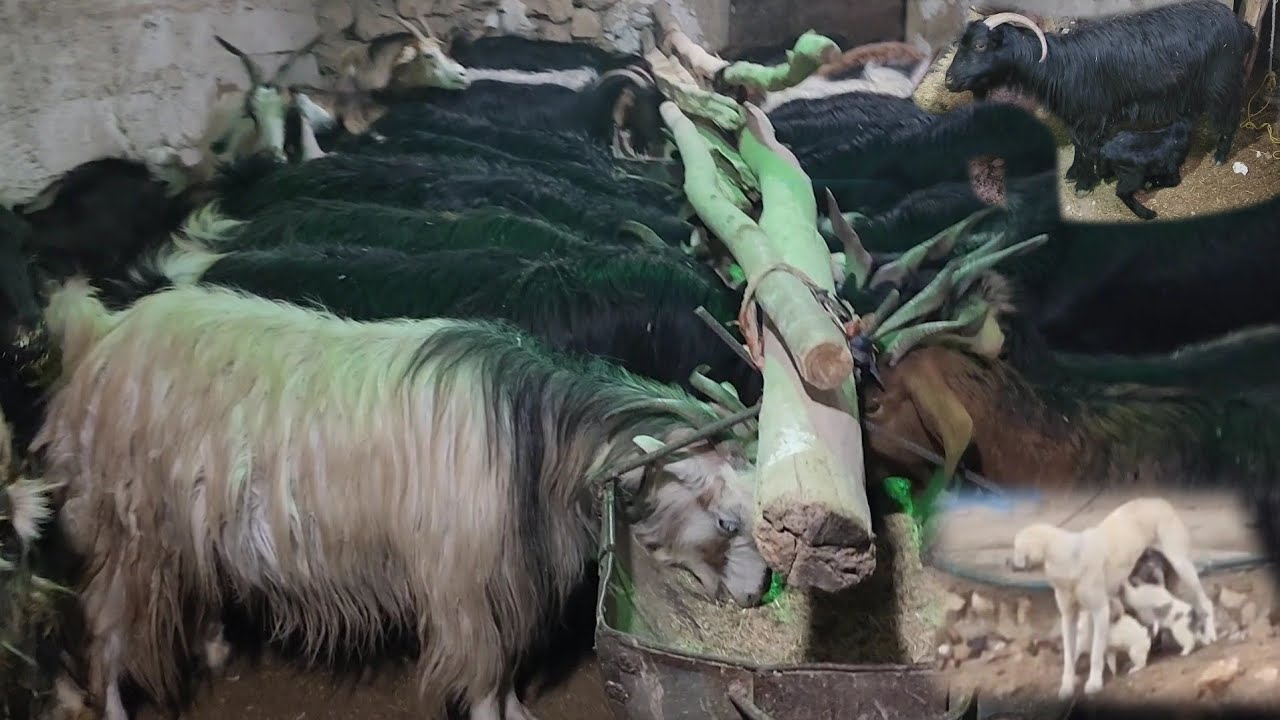 Nomadic daily life of feeding sheep by Manijeh