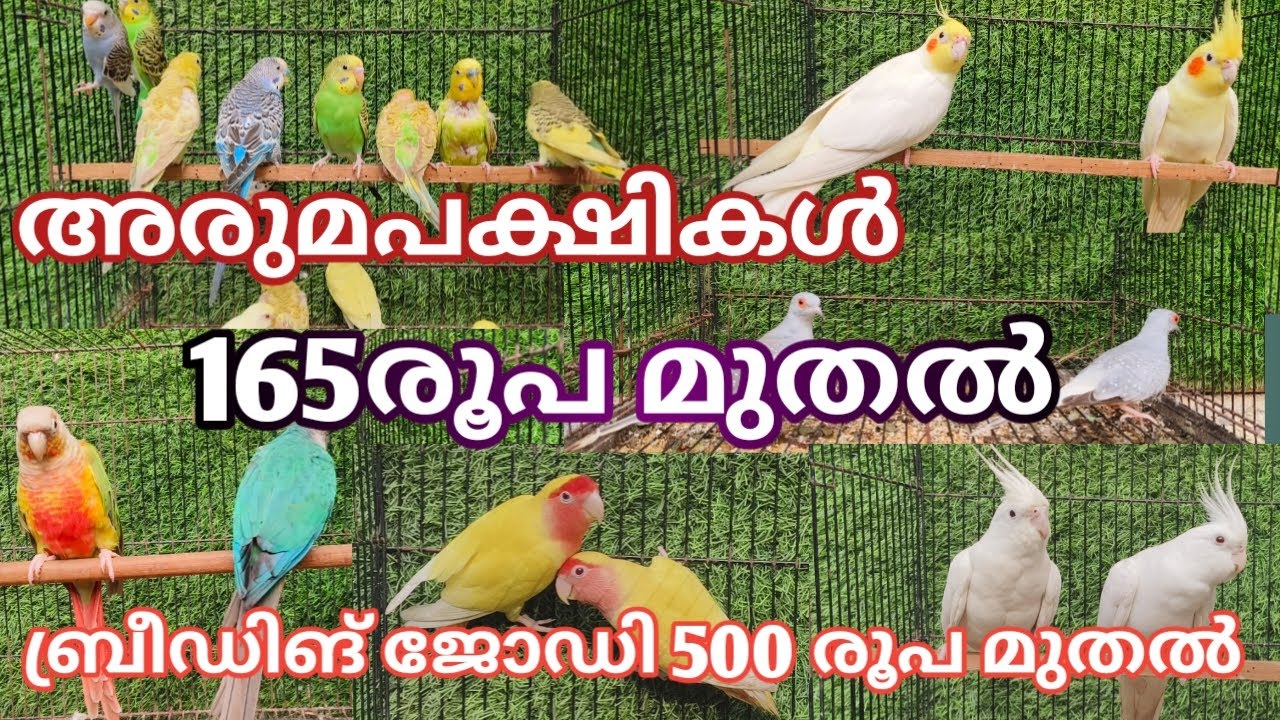 അരുമപക്ഷികൾ 165 രൂപ മുതൽ 