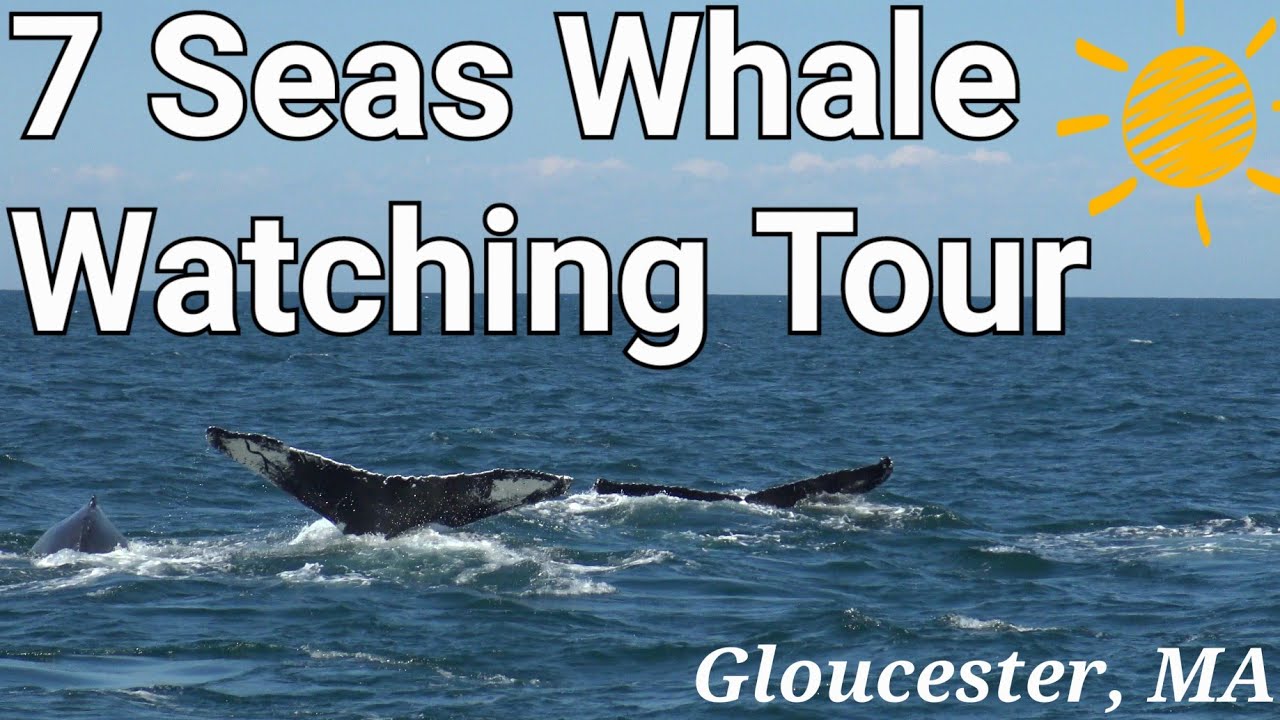 7 Seas Whale Watching Tour - Gloucester, MA - 07/09/22