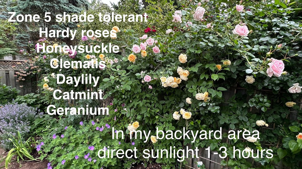 Shade tolerant plants in zone 5, hardy climbing & bush roses, clematis, daylily, honeysuckle，5区耐阴玫瑰等