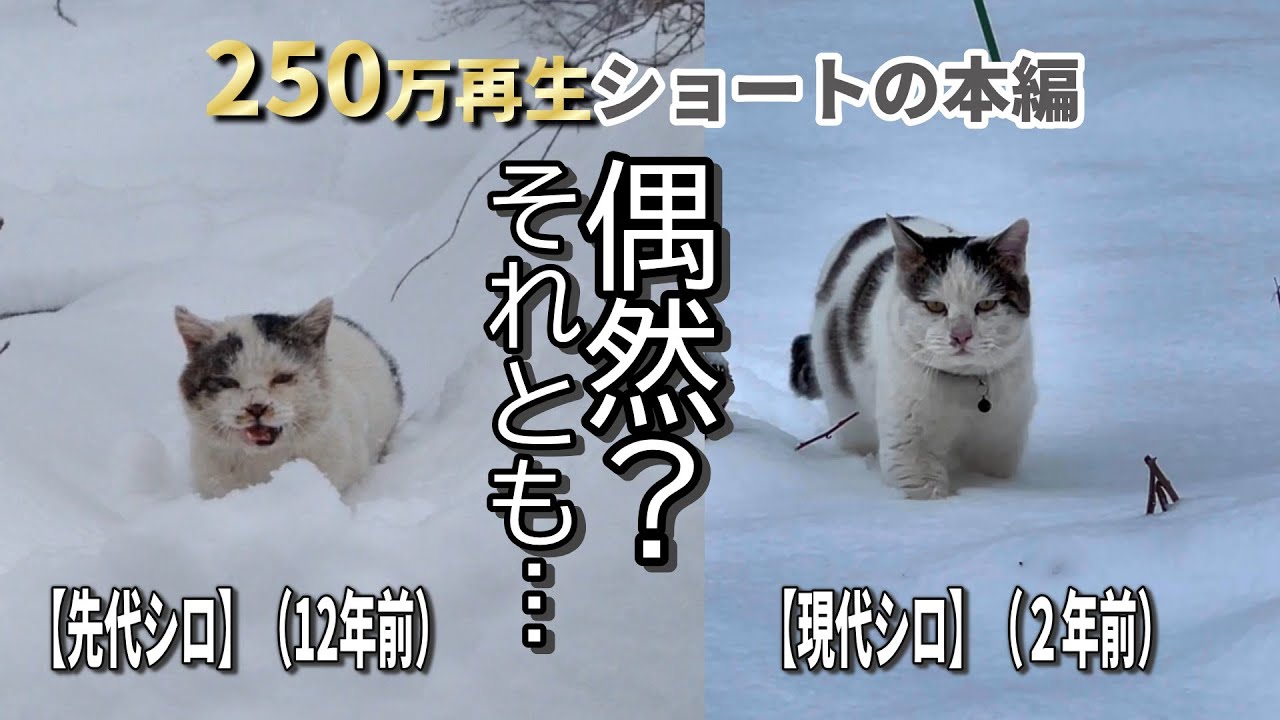【本編：時を超えて①】先代シロと今のシロに重なる“あの面影”──これは偶然それとも？【オリジナルBGM】