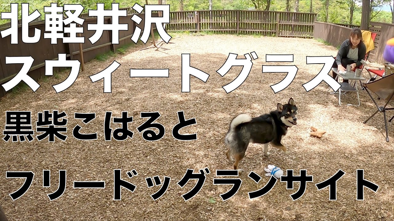 【キャンプ】黒柴こはると北軽井沢スウィートグラス【ドッグランサイト】