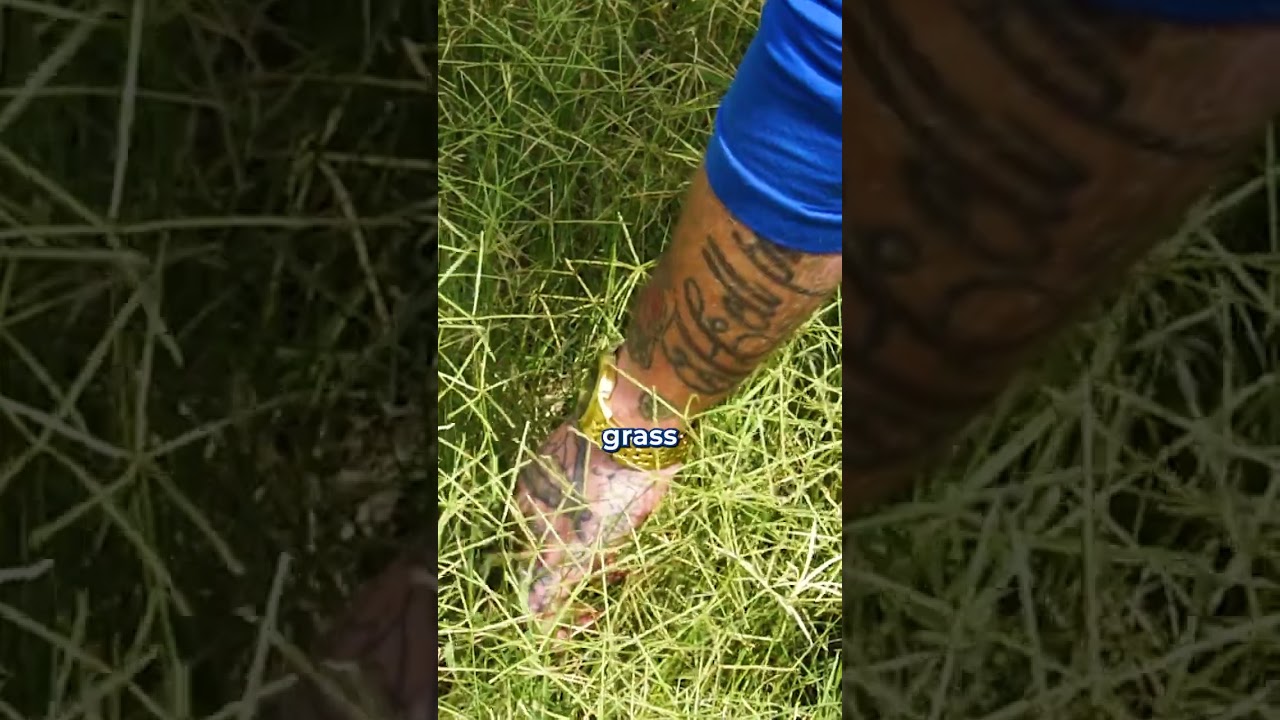 How to Avoid Seedheads in Lawn?