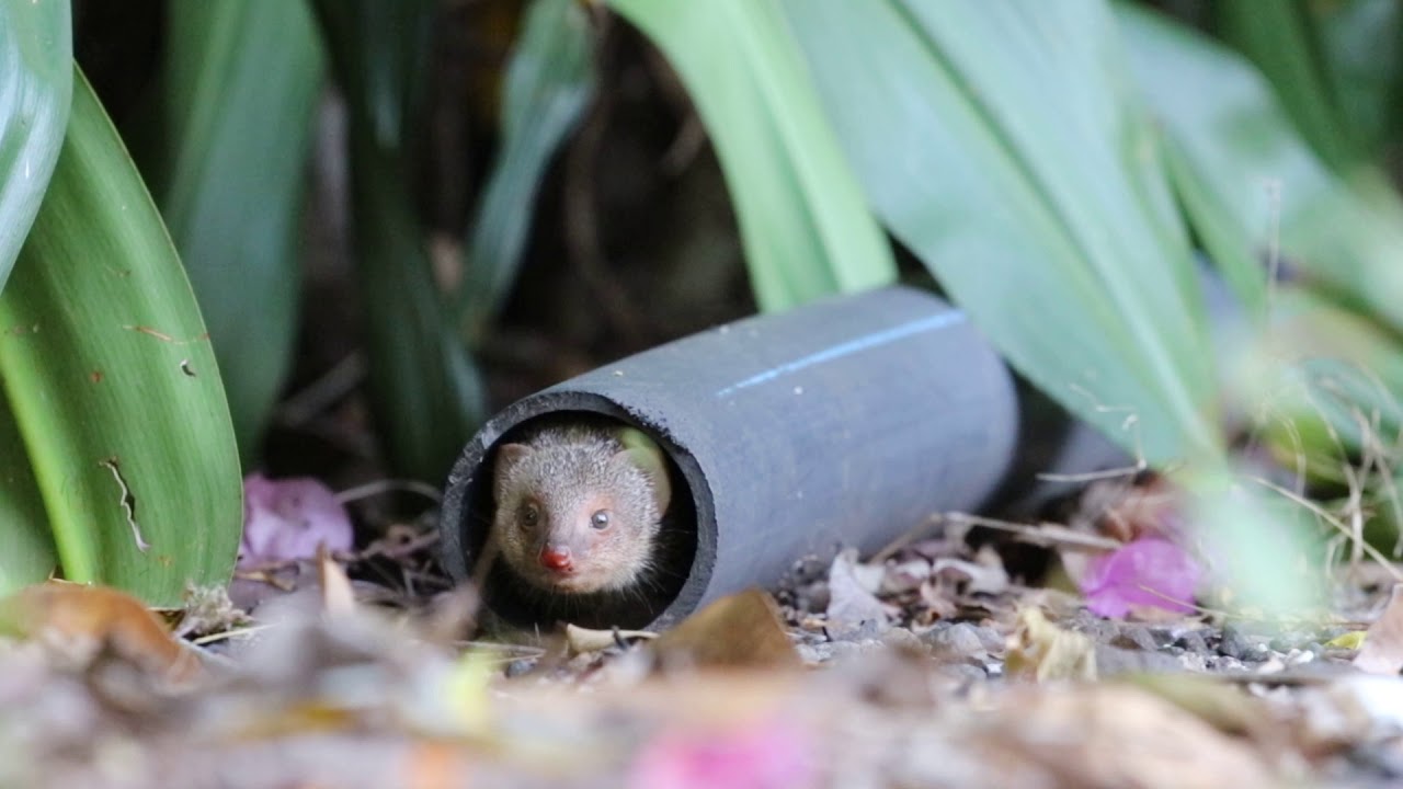 Baby Mongoose