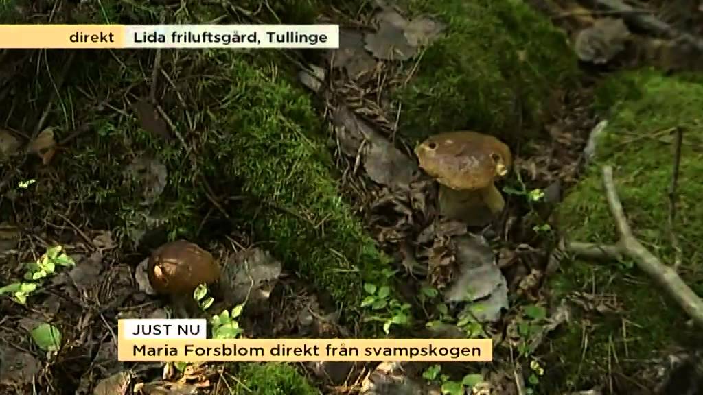 Bästa tipsen mitt i skogen av svampexperten - Nyhetsmorgon (TV4)