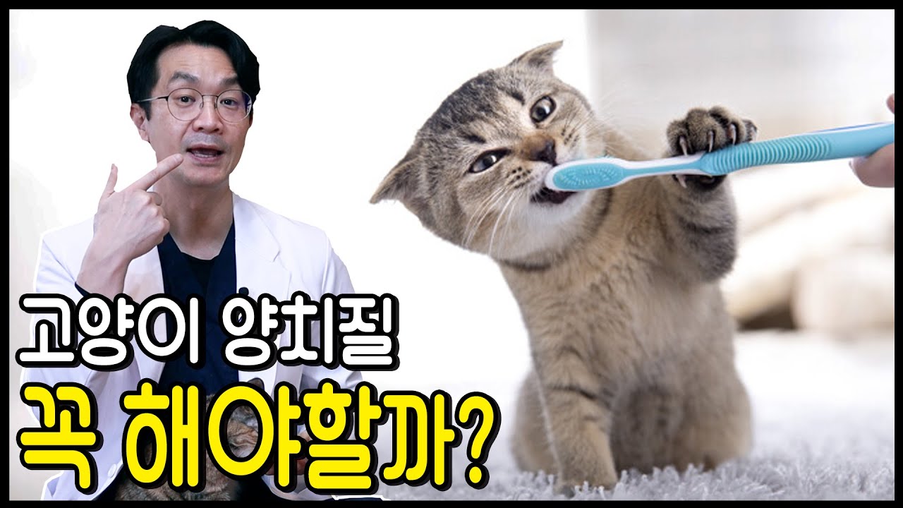 고양이 구내염 예방법. 왜 고양이에게 치솔질이 필요한가?, 보다 쉬운 치솔질 요령을 알아보자.