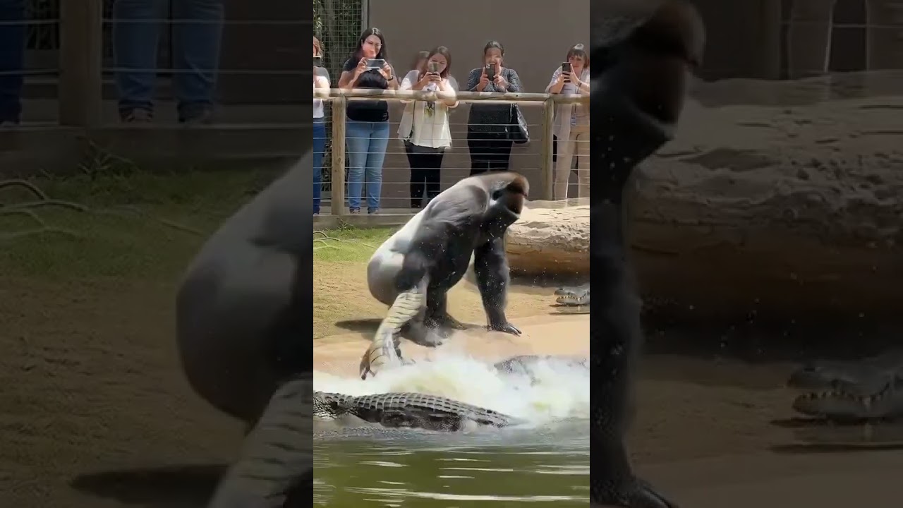 #GorillaAttack #Gorilla #Attack #WildlifeAttack #Wildlife #Shorts #YouTubeShorts #ViralVideo #Animal