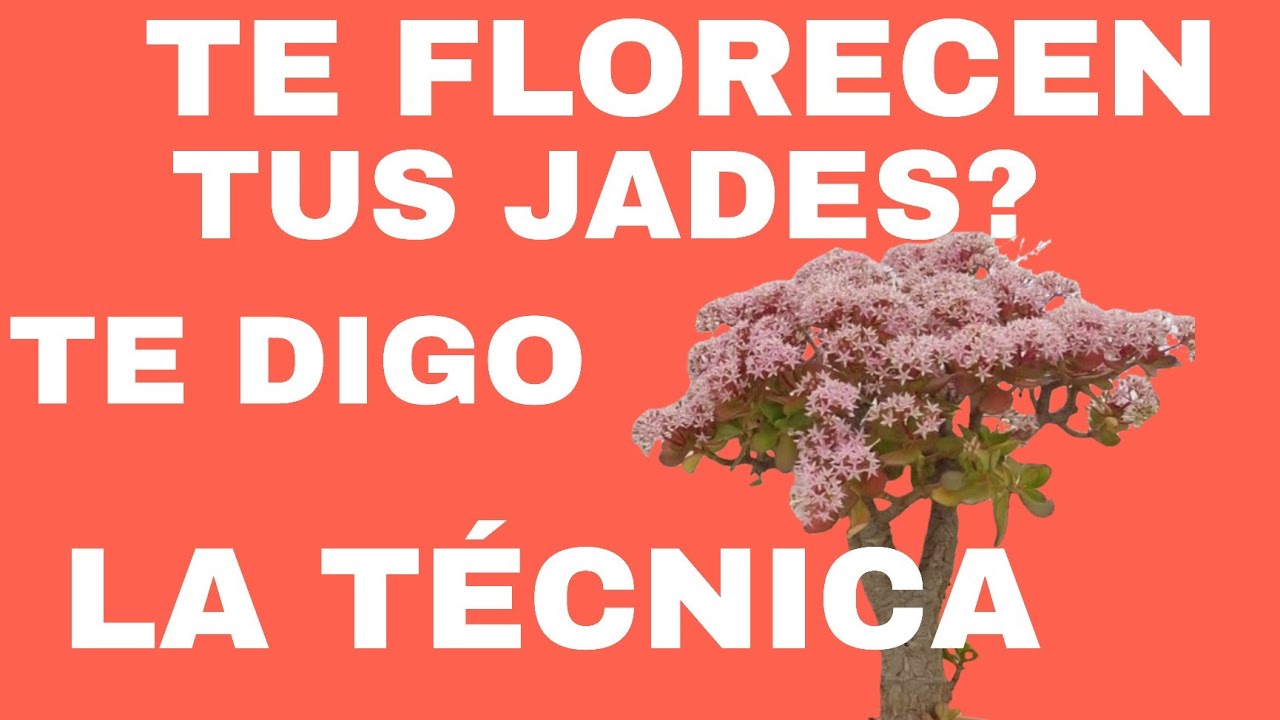 🔴CUANDO FLORECEN LAS CRASSULAS OVATAS Y BONSAIS DE PORTULACARIA AFRA