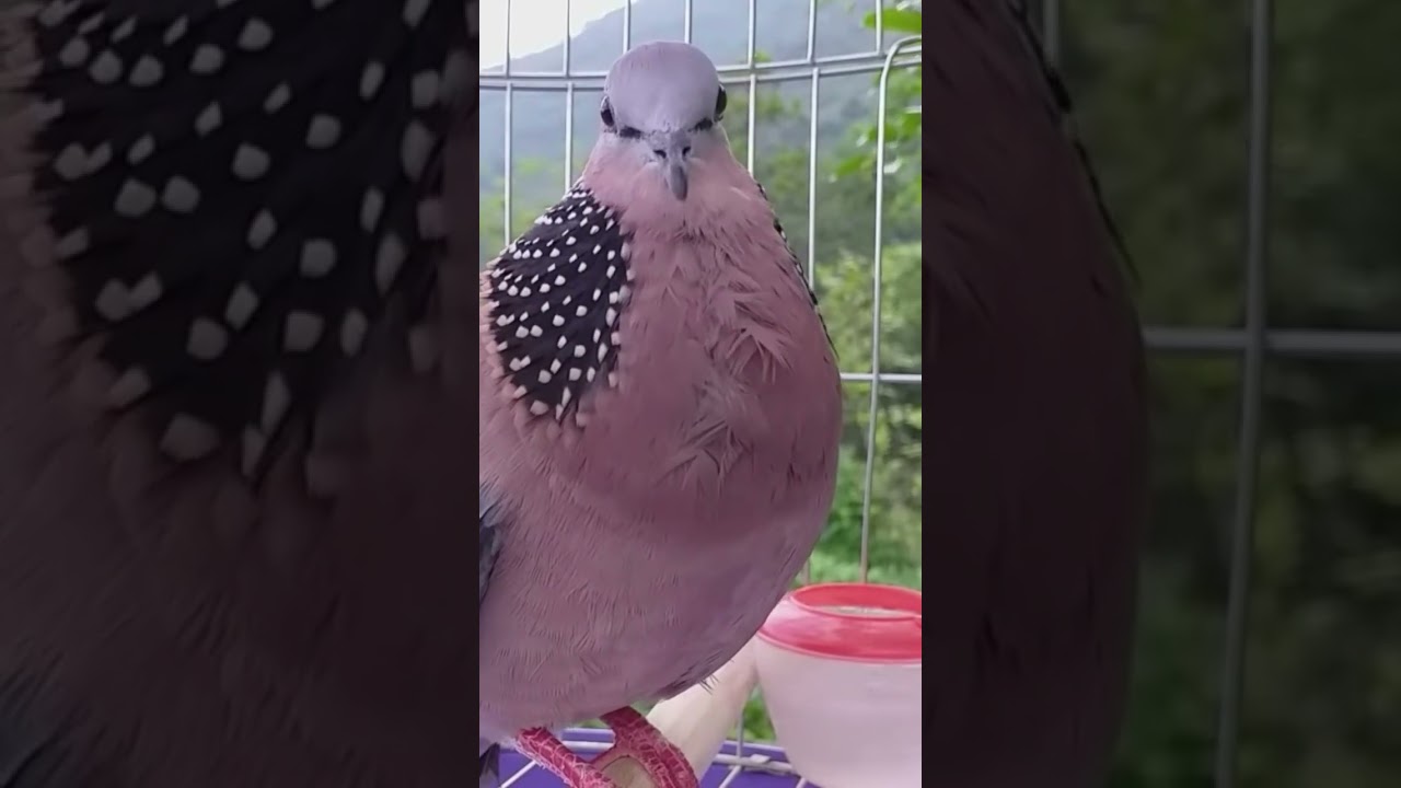 chim cu mồi g&aacute;y gọi t&igrave;m bổi để đấu giọng hay #shorts #birds