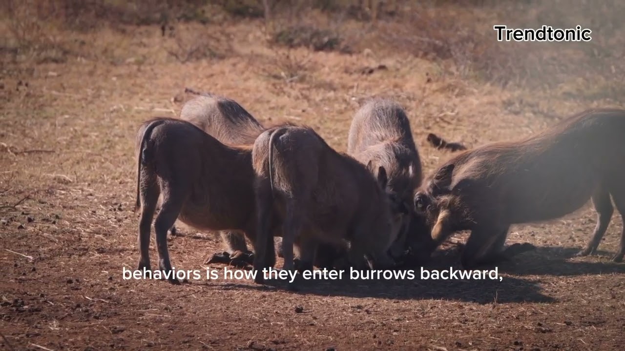 Eight amazing psychological & behavioural warthog facts