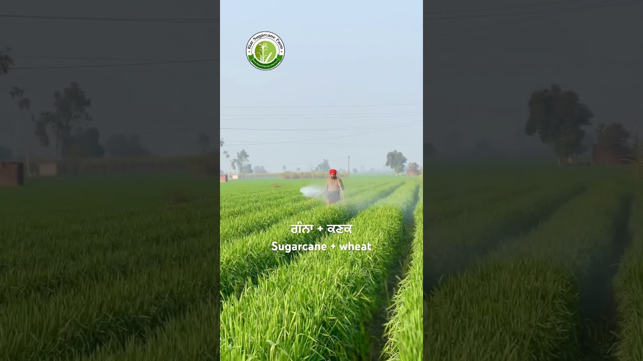 Subscribe YouTube channel for sugarcane farming Punjab #riar_sugarcane_farm #wheat_on_beds #wheat
