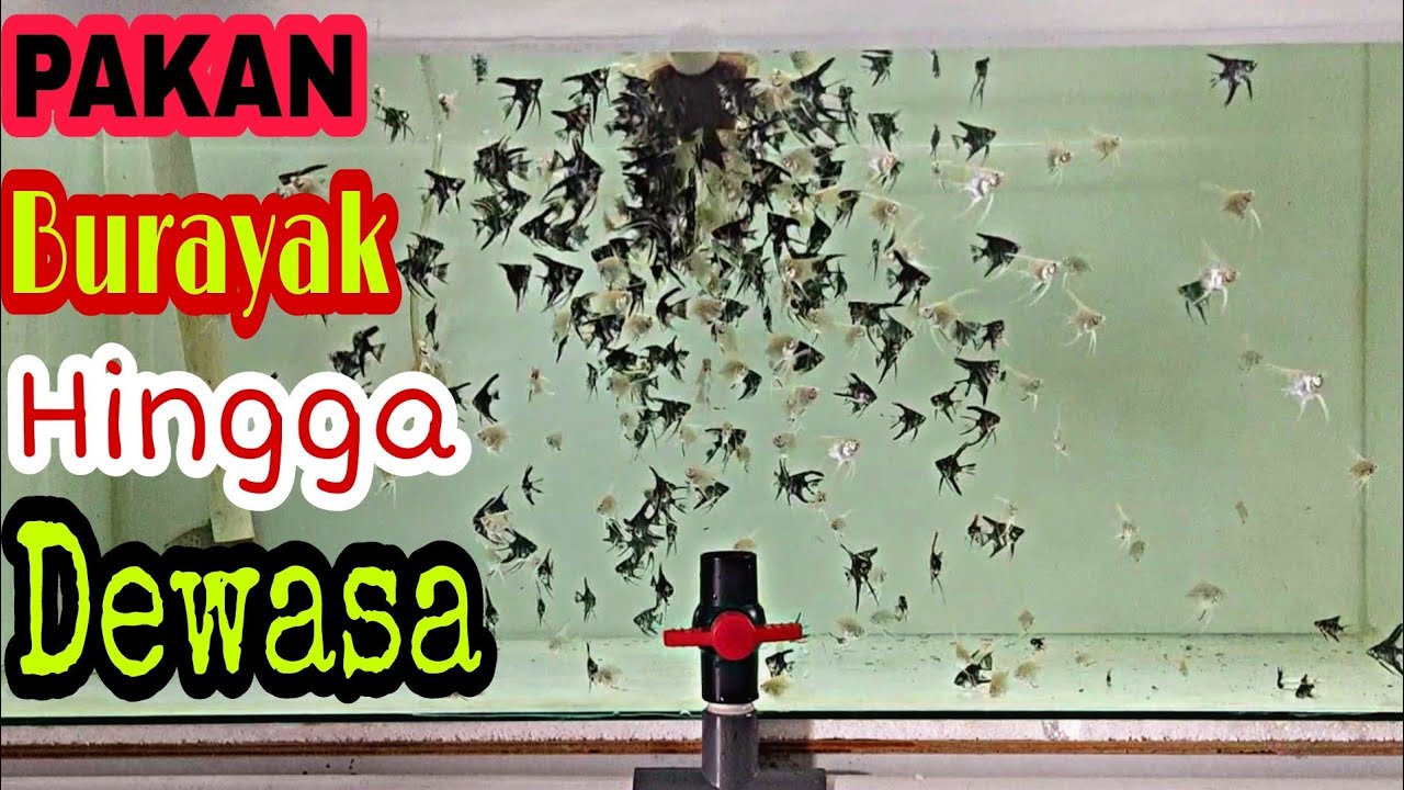 Pakan Terbaik Manfish Untuk Rayakan Hingga Pembesaran