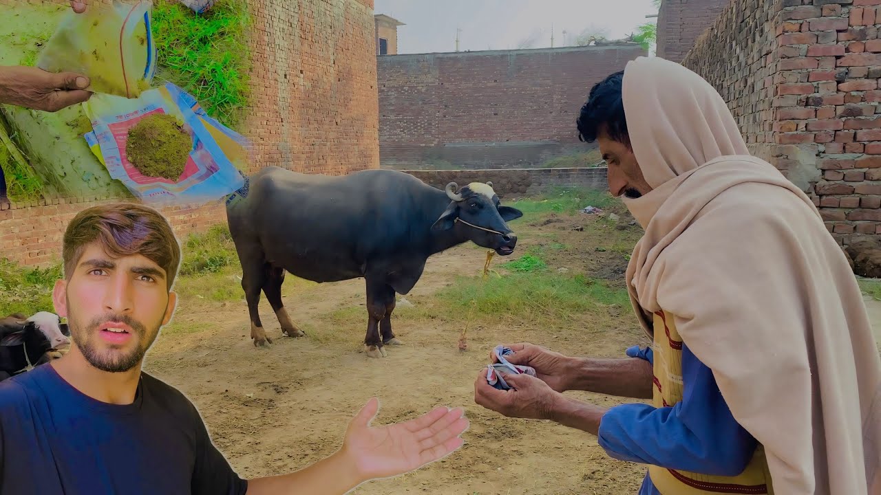 Humari Buffalo 🐃 ko Kya Hogya 😳 Amish Sidhu | Hamza Sidhu