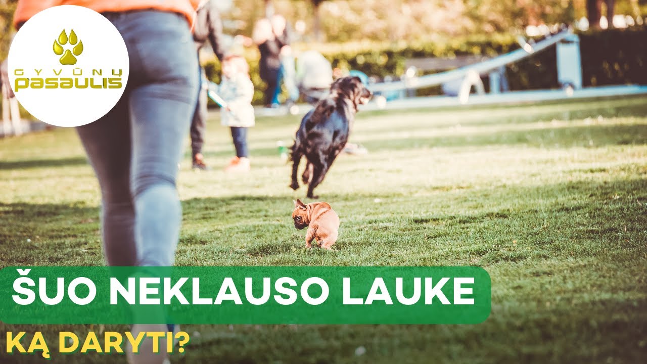 Ką daryti, jei šuo išėjus į lauką visai neklauso?