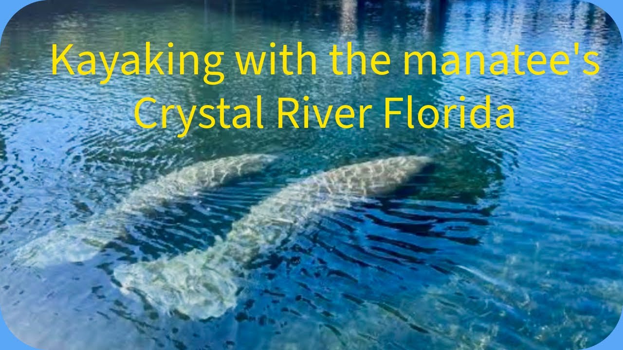 Kayaking with manatees in Crystal River Florida 