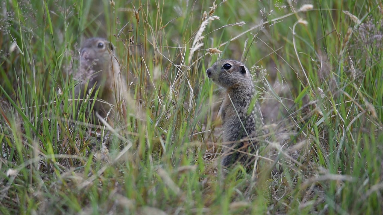 Suseł perełkowany (Spermophilus suslicus)