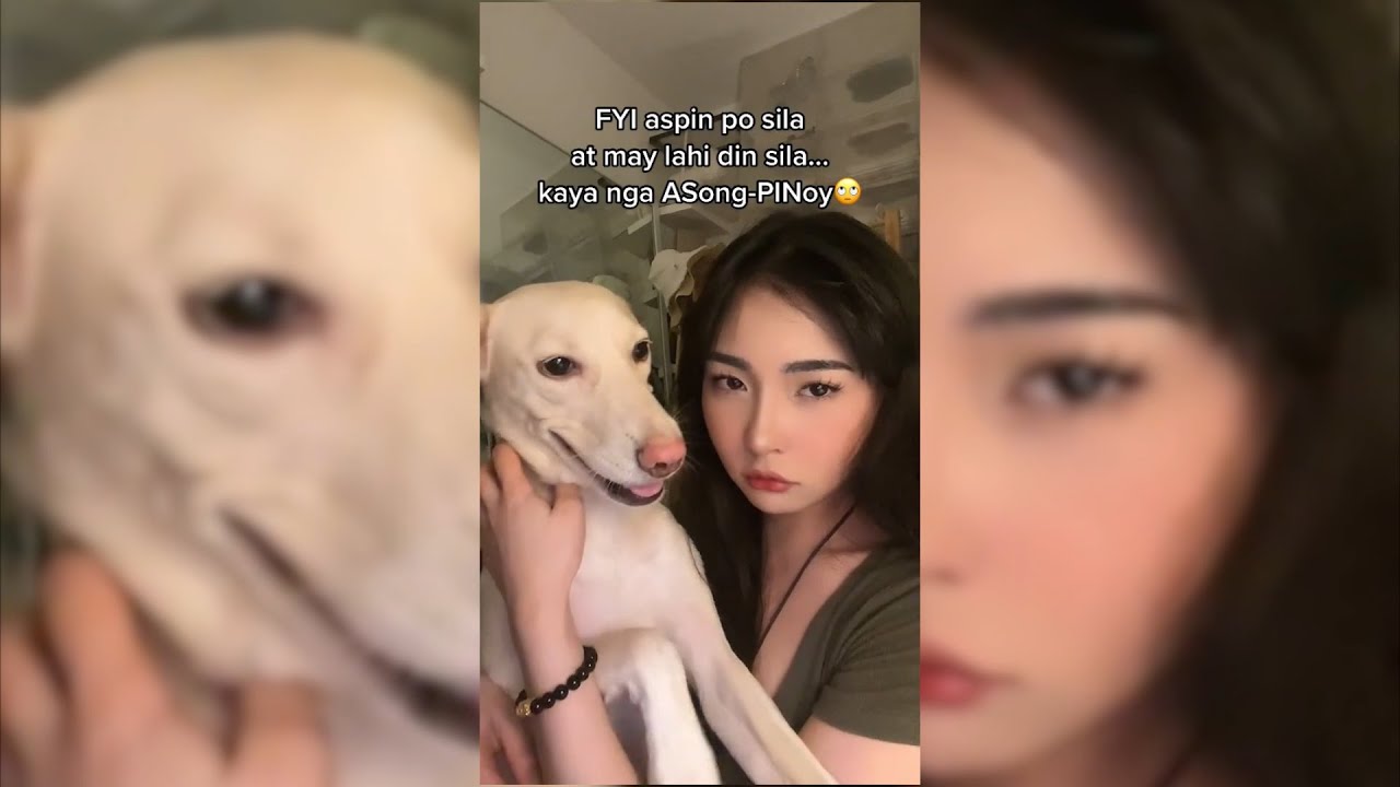 ASPIN Dogs The Pride of the Philippines  The Loyal Asong Pinoy Story