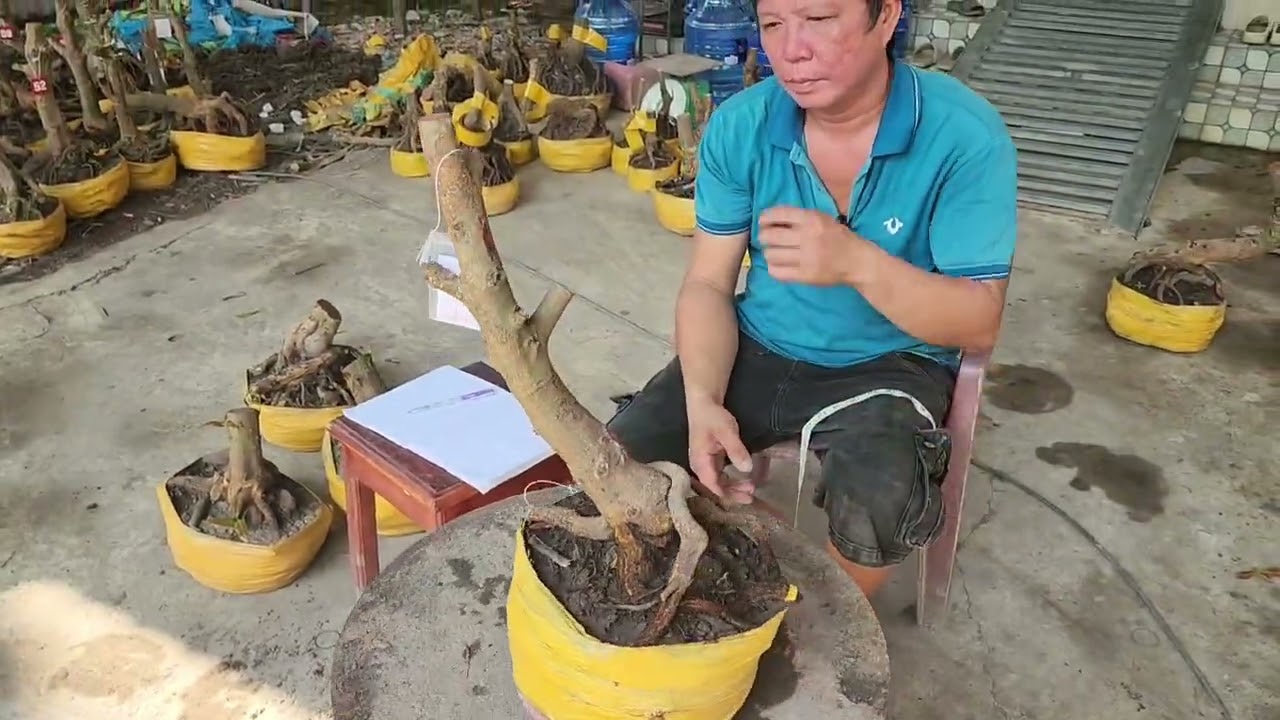 5/3 A Tú 0917771666 phôi mai bonsai đế đẹp giá rẻ