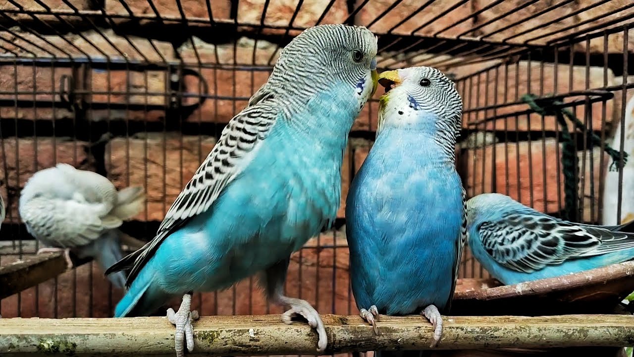 Budgies Bonding with Each Other 💙🐦 | Cute & Relaxing Parakeet Moments #video 