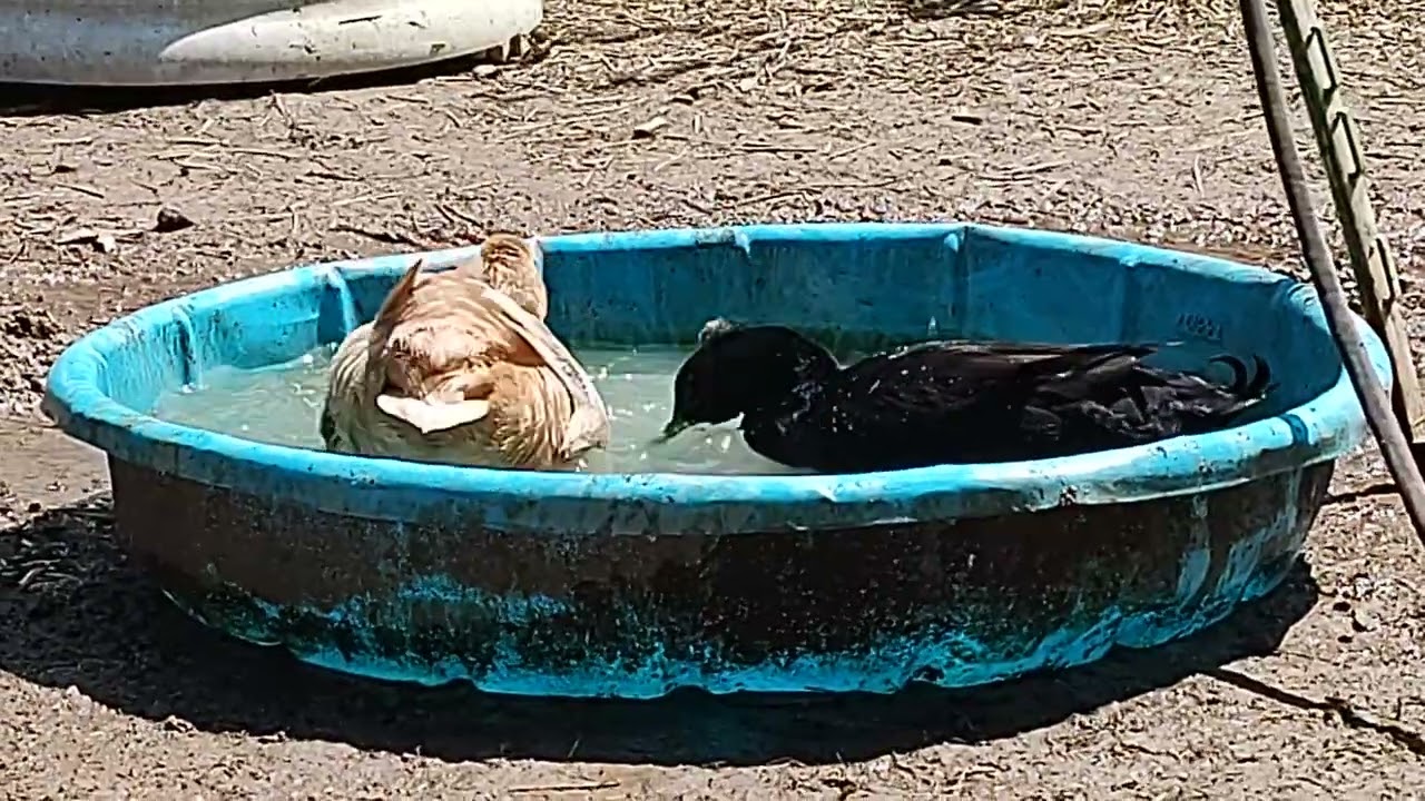 Duck Shenanigans