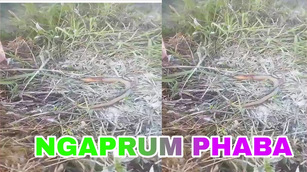 NGAPRUM PHABA Manipur 