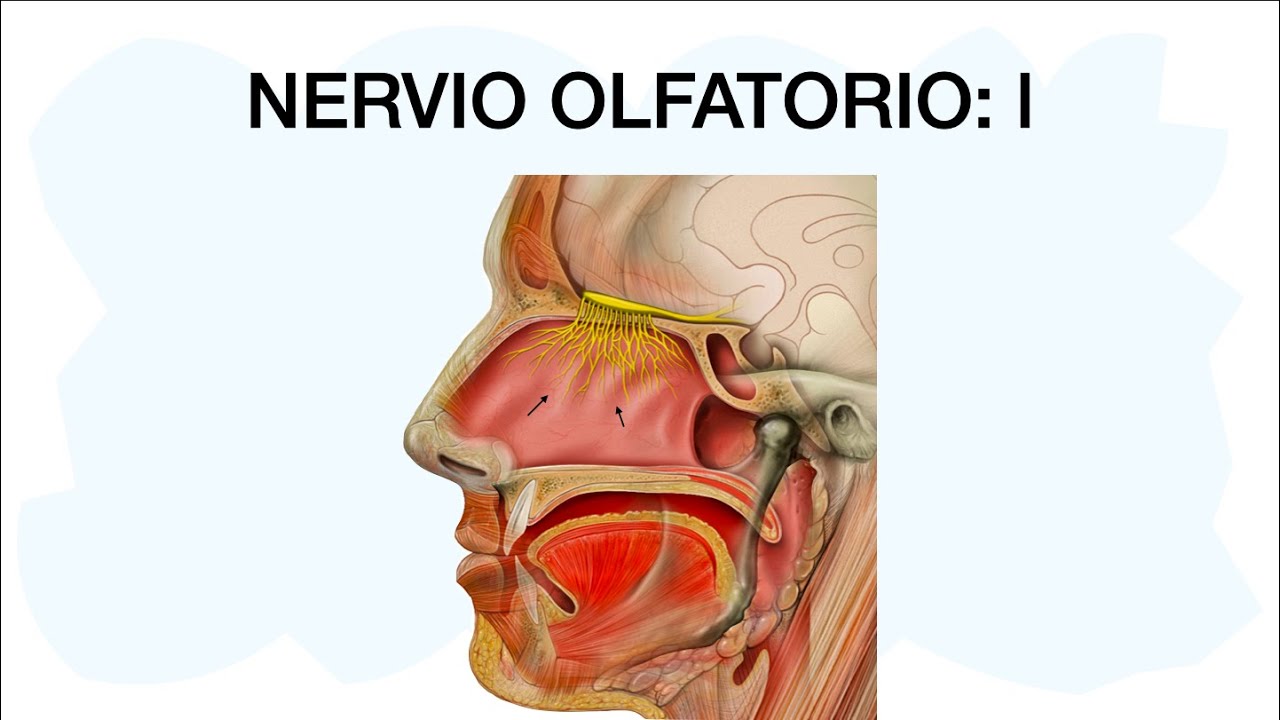 NERVIO OLFATORIO l 🧠✅ Primer par craneal 👃🏼