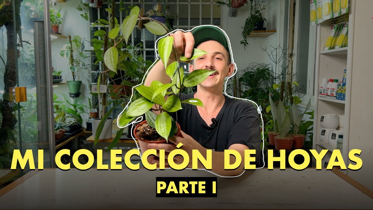 🌱 TOUR COLECCIÓN de #hoyas PARTE I: 11 especies increíbles que cultivo en mi invernadero 🧡