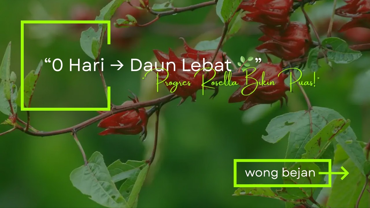 Tanam Rosella dari Nol – Lihat Perkembangannya Sampai Rimbun! | Plant Rosella from Scratch