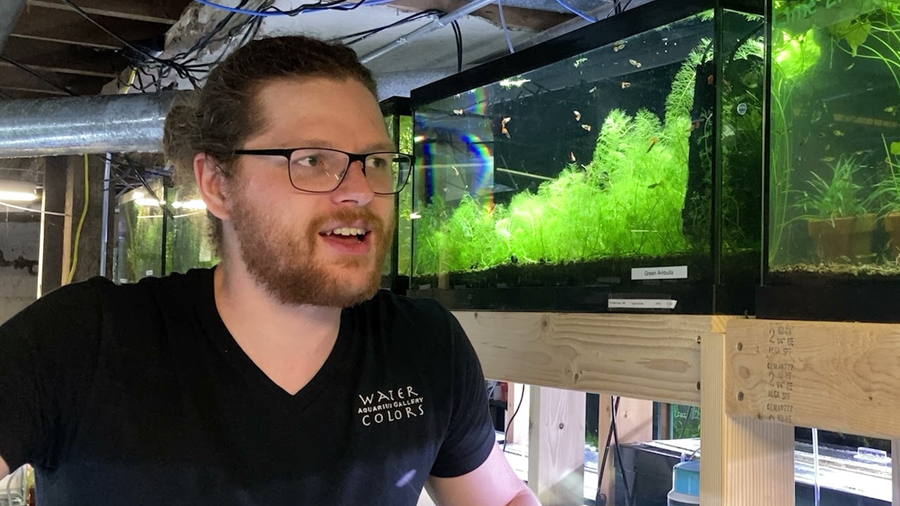 Breeder Lab: Guppy and Endler Colonies