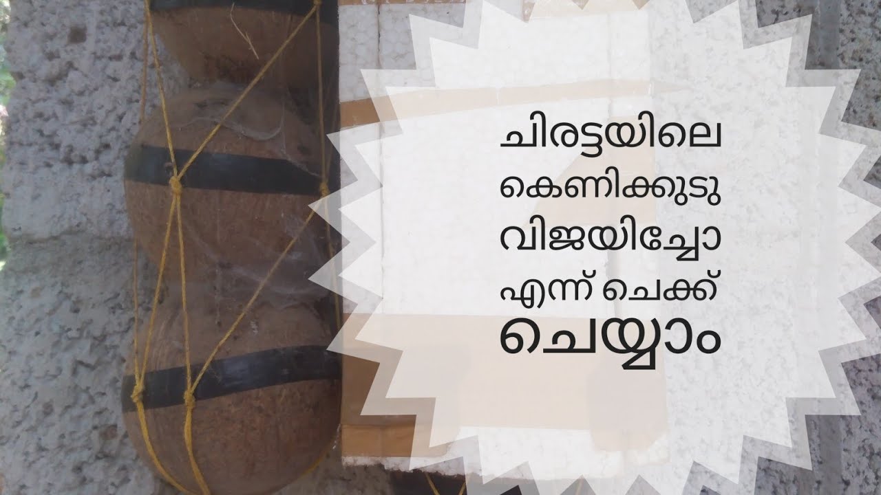 എന്റെ ചിരട്ടയിലെ ചെറുതേനീച്ച കെണിക്കുടു വിജയിച്ചു /honey bee trap