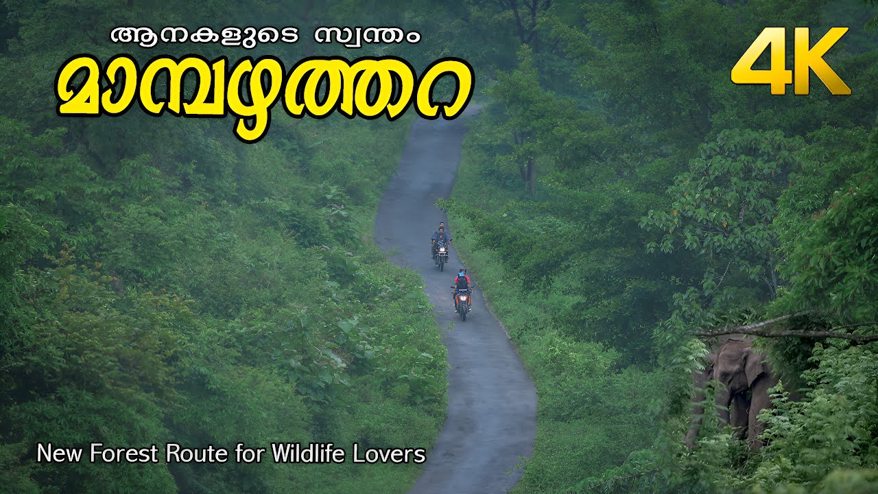 പുതിയൊരു Forest Roaad !!! 4K