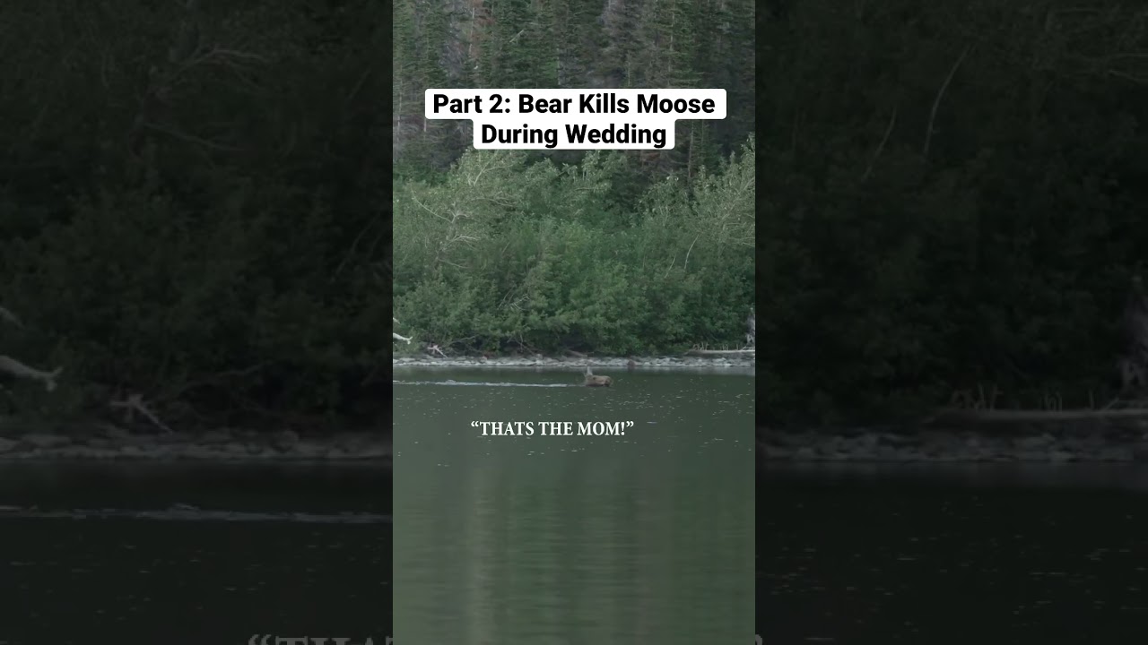 Mother Abandons Calf after Bear Attack During Wedding #natureismetal #weddings #nature #bearattack